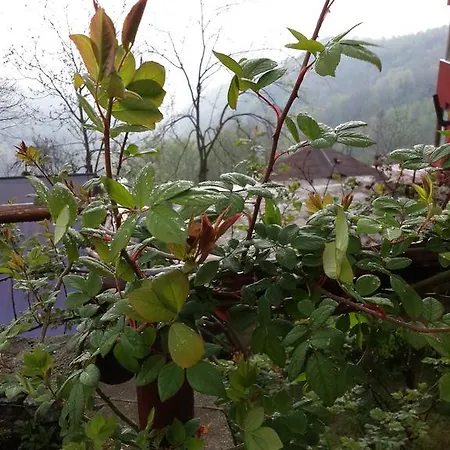 Ugurlubey Dag *